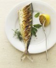 Grilled mackerel tail — Stock Photo