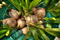 Noci di cocco in gusci sul cestino — Foto stock