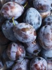 Fresh plums with water droplets — Stock Photo