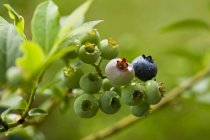 Unripe blueberries on the bush — Stock Photo