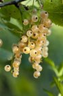 White currants growing on bush — Stock Photo