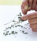 Крупним планом руки, що виривають листя чебрецю зі стебла — стокове фото