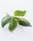 Vert frais branche de basilic — Photo de stock