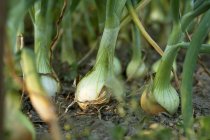 Closeup view of growing onions in soil — Stock Photo