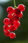 Rote Johannisbeeren wachsen auf Büschen — Stockfoto