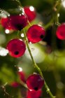 Красная смородина растет на кустах — стоковое фото