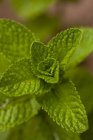 Mint plant growing — Stock Photo