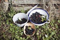 Fresh Blackberries in bowls — Stock Photo