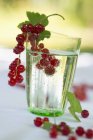 Glas Wasser mit roten Johannisbeeren — Stockfoto