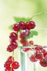 Glass of water with redcurrants — Stock Photo