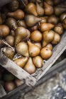 Fresh picked pears — Stock Photo