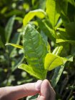Primo piano vista ritagliata di mano che tiene foglie di tè verde — Foto stock
