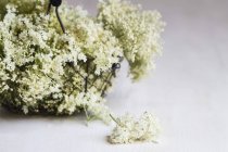 Nahaufnahme von Drahtkorb mit Holunderblüten auf grauem Hintergrund — Stockfoto