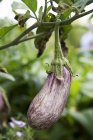 Gestreifte Aubergine auf Pflanze — Stockfoto