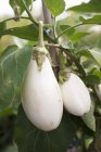 Aubergines blanches sur la plante — Photo de stock