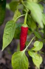 F pimenta vermelha na planta — Fotografia de Stock