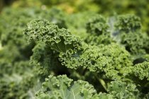 Kale growing in garden — Stock Photo