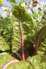 Vue rapprochée de la rhubarbe poussant dans le jardin — Photo de stock