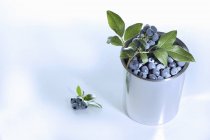 Fresh Blueberries with leaves — Stock Photo