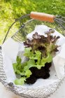 Свіжі підібрані рослини молодого салату — стокове фото