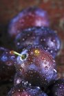 Plums with water droplets — Stock Photo