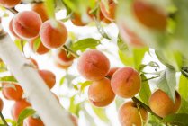 Персики, що ростуть на дереві — стокове фото