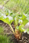Nahaufnahme einer Rhabarberpflanze auf dem Boden — Stockfoto