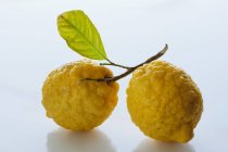 Свежие лимоны с листьями и стеблями — стоковое фото