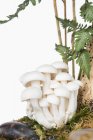 Белые грибы буна-шимэдзи — стоковое фото