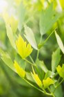Closeup view of Lovage green plant — Stock Photo