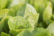 Salat wächst im Garten — Stockfoto