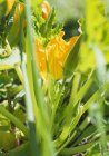 Fleur de courgette - Cucurbita pepo cultivant dans le jardin — Photo de stock