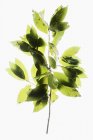 Rama de hojas de laurel - foto de stock