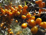 Rametto di bacche di olivello spinoso — Foto stock