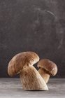 Two fresh cutted ceps — Stock Photo