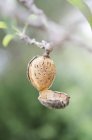 Raw green almond — Stock Photo