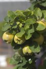 Marmelos crescendo na árvore — Fotografia de Stock