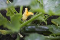 Una pianta di zucchina con un fiore di zucchina e una zucchina — Foto stock
