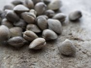 Крупним планом подання молюсків купи на поверхні каменю — стокове фото