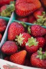 Fresh Organic Strawberries — Stock Photo