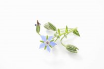 Vista ravvicinata di fiori e boccioli di Borragine freschi — Foto stock