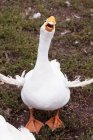 Daytime front view of a white goose with outstretched wings and opened beak — Stock Photo