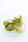 Свежие листья салата — стоковое фото