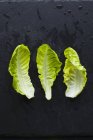 Tres hojas de lechuga fresca - foto de stock