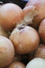 Organic Yellow Onions — Stock Photo