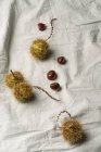 Chestnuts with prickly cases — Stock Photo