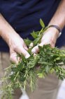 Primo piano vista di un maschio mani in possesso di erbe fresche assortite — Foto stock