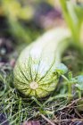 Zucchini (Cucurbita pepo) in garden outdoors — Stock Photo