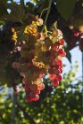 Trauben, die auf Pflanzen wachsen — Stockfoto