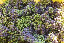 Harvest of unripe grapes — Stock Photo